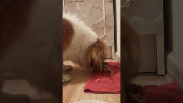Смешные истории Нашего Пекинеса!😊 смотреть онлайн