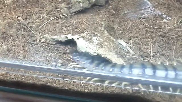 Сороконожка смотреть онлайн