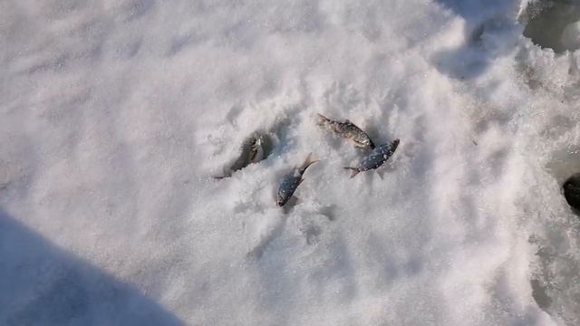 Рыбалка по Последнему ЛЬДУ! Белоярское водохранилище! Ловля окуня и плотвы на мормышку смотреть онлайн