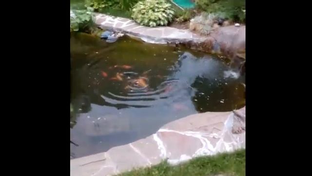 Юра в гостях на даче VID 20200703 173709 смотреть онлайн