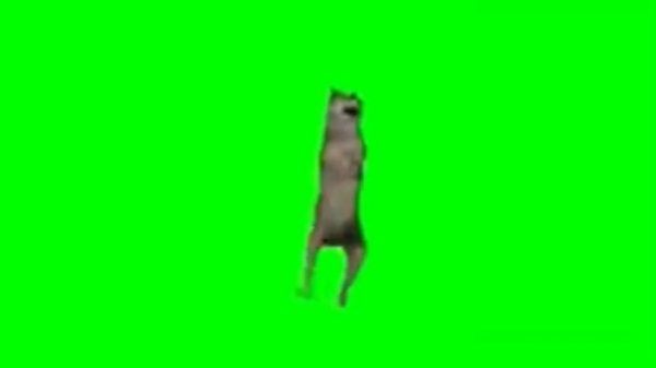 Их виль нитх 1 час #ихвильнихт #волк #танцы #1час