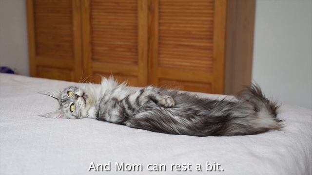 Maine Coon Kittens Development | From 0 To 10 Weeks Day By Day | DAY 50