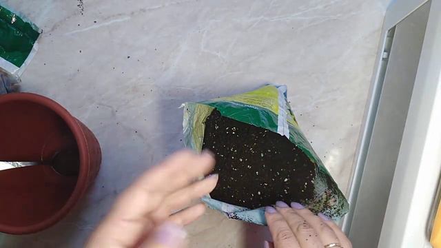 Замиокулькас смотреть онлайн