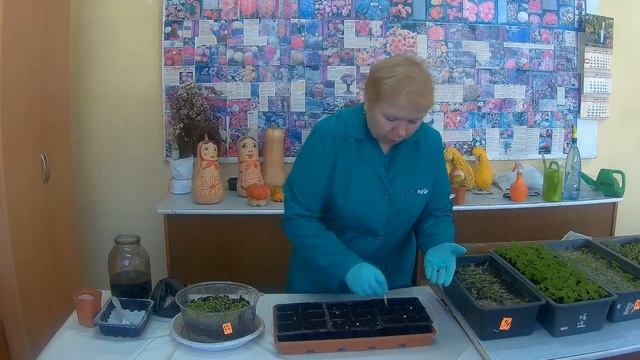 Как пикировать рассаду львиного зева правильно. Пикировка львиный зев.