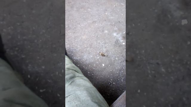 Воробей без страха, ручной. смотреть онлайн