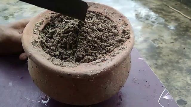 সবেদা বীজ থেকে চারা তৈরি। How to grow chiku /Sapodilla/Sopota plant from seed.#banglarkrishikaj# смотреть онлайн
