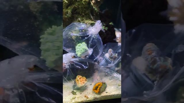 New coral frag order from The Coral Connect смотреть онлайн