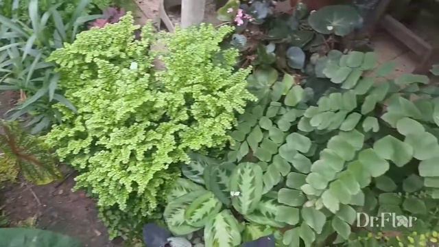 as plantas do meu jardim temos caladium,avenca,begonia,alocasia e mais outras. смотреть онлайн