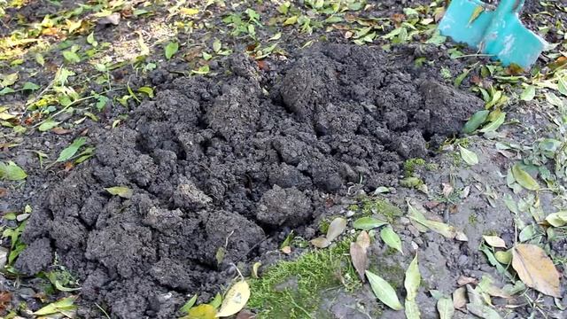 Сажаем шафран (крокус) / Planting Saffron