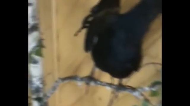 Дача охотника.avi смотреть онлайн