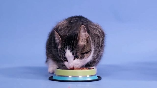 Как часто нужно кормить кошку в день? смотреть онлайн