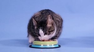 Как часто нужно кормить кошку в день?