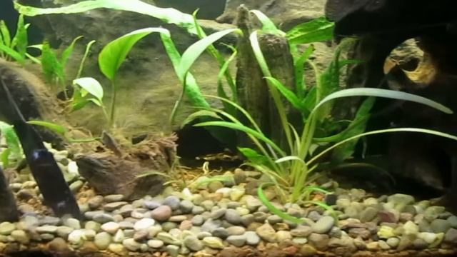 Planted 10-Gallon Update 2-16-18 смотреть онлайн