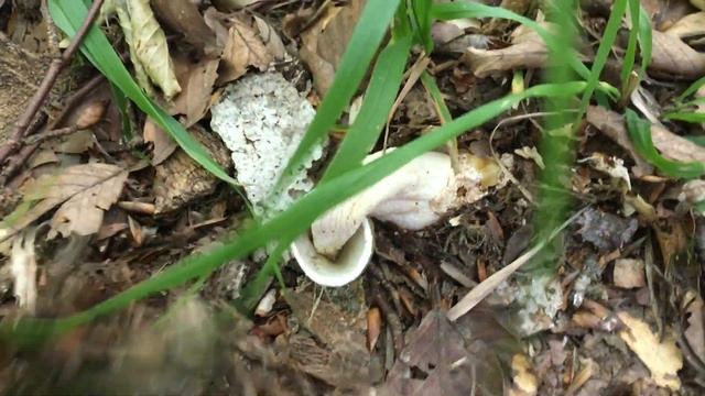 Гриб-Веселка(Phallus impudicus). смотреть онлайн