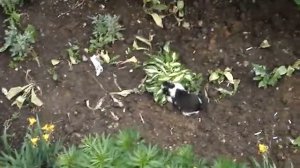 Коты и валериана