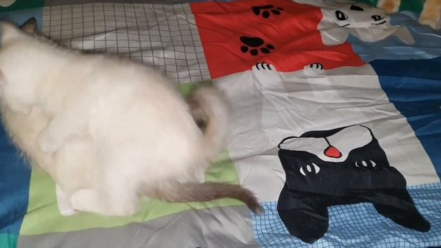 Snowshoe American Ringtail kitten DAISY-ADOPTED! https://gokitty.com/kitten/profile/id/65429? смотреть онлайн