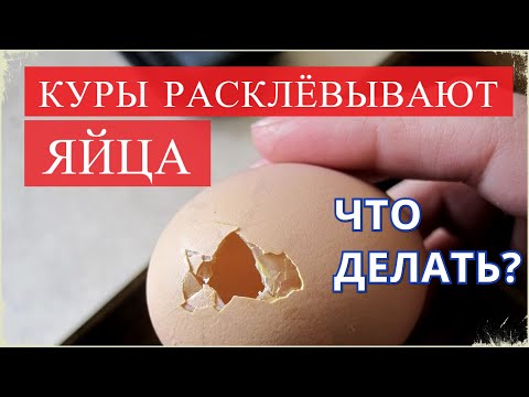 Что делать, чтобы КУРИЦА НЕ РАСКЛЁВЫВАЛА ЯЙЦА.