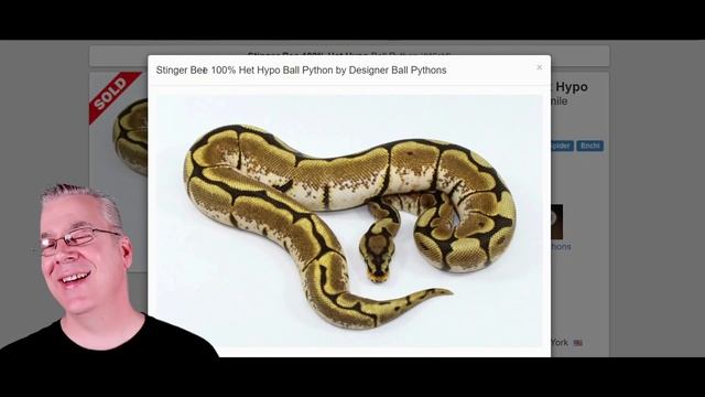 The Spider vs. the Woma Ball Python (Are They the Same?) смотреть онлайн