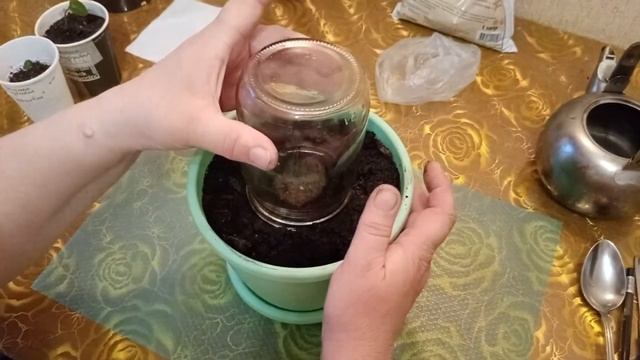 посадка клубня бегонии, розы после трёх недель пересадки смотреть онлайн