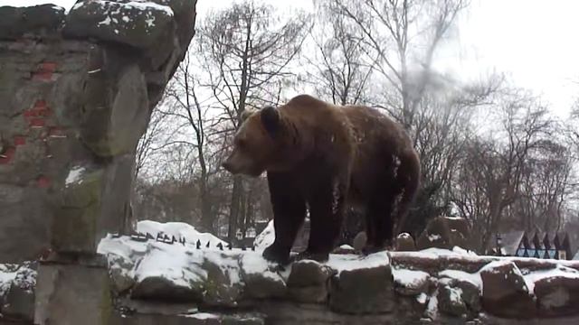 Медведь в Калининградском зоопарке смотреть онлайн