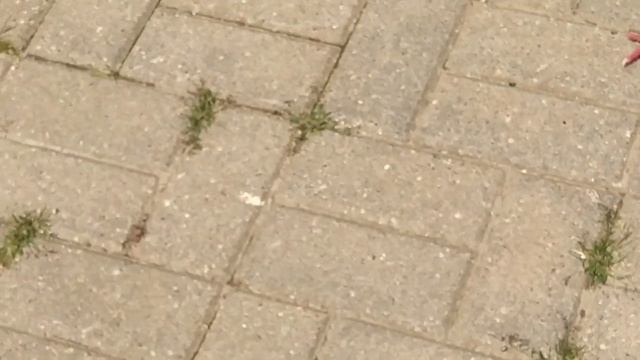 кормлю голубей в своем районе возле дороги. Также покормил ворону и галку и воробья и других птиц смотреть онлайн