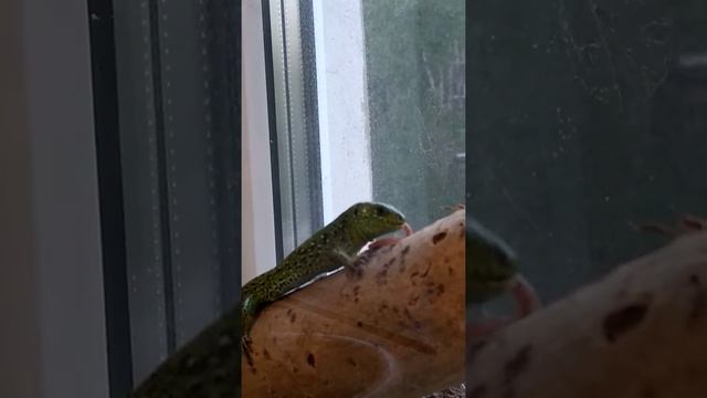 Прыткая ящерица ест червяка. смотреть онлайн