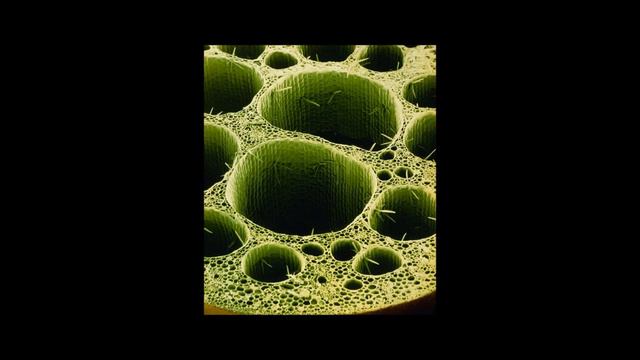 обитатели пресной воды смотреть онлайн