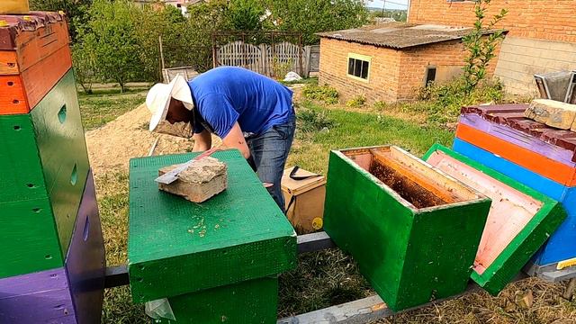 Відбір бджолопакетів , Бджільництво 2022 смотреть онлайн