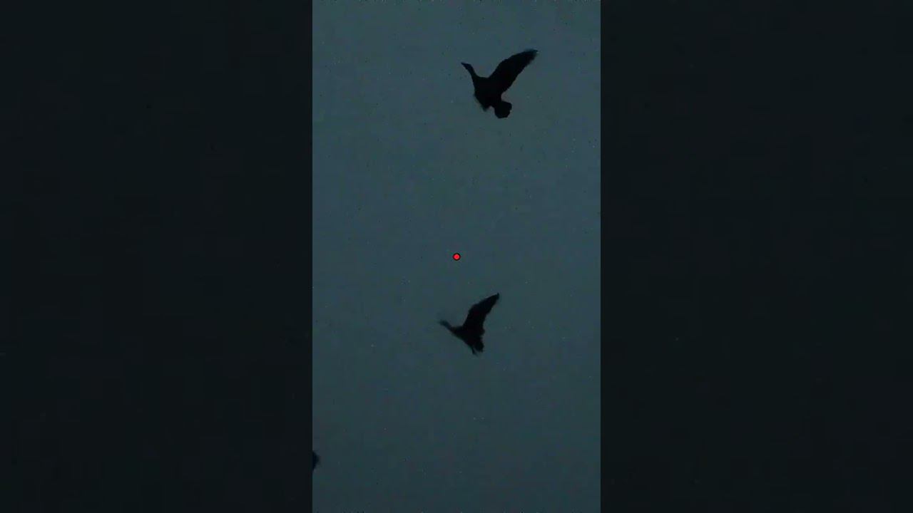 Супер налёт гусей #shotkam #чемпион35 смотреть онлайн