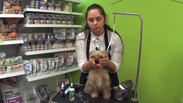 Как правильно стричь когти и вычесывать колтуны? смотреть онлайн