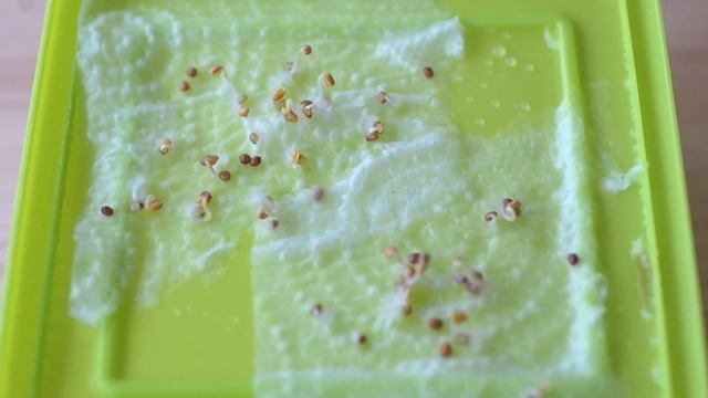 Выращиваем рукколу на подоконнике. смотреть онлайн