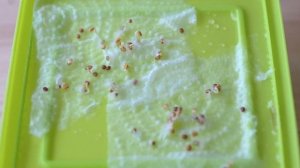 Выращиваем рукколу на подоконнике.