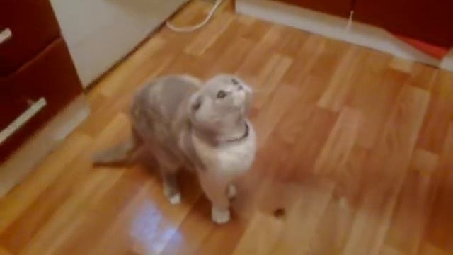 Дрессированная шотландская вислоухая кошка. смотреть онлайн