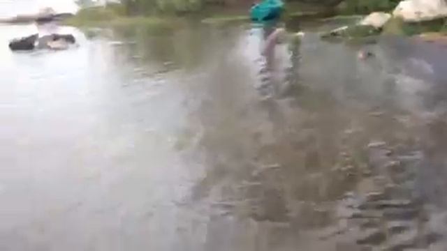 Верхняя Сысерть. Запускаем рыбу в водоём. смотреть онлайн