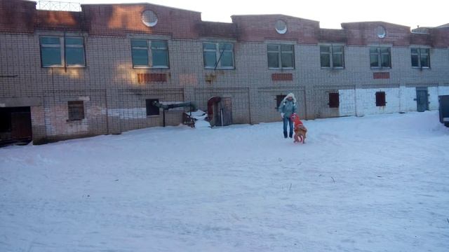 АСТ Айдан - Доглайк))) Пробуем новые игрушки смотреть онлайн