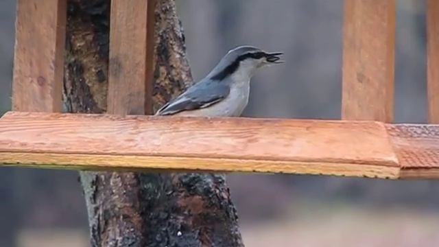4 вида птиц на кормушке смотреть онлайн