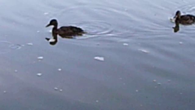 На рыбалке , приплыли гости. смотреть онлайн