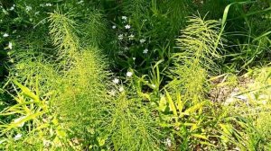 Лекарственные растения нашего края