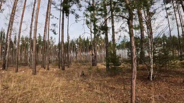 Под Воронежем у нас! В осеннем лесу, 31 октября 2023 г смотреть онлайн