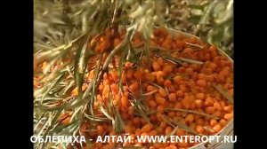 ᐉ 1ОО% КУПИТЬ ОБЛЕПИХУ ОПТОМ? Продам Ягоду. Куплю Облепиха Цена Кг | ЗВОНИ ☎ +7923538777О