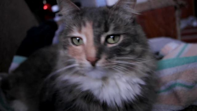 SAMSUNG NX1000 смотреть онлайн