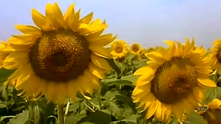 Ты у меня одна смотреть онлайн