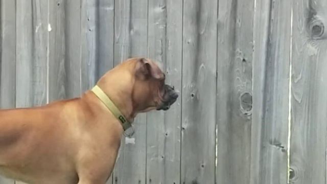 Boxer dog having fun\ Боксёр тупит смотреть онлайн