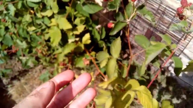 Все о ежевике Торнфри от посадки до зимовки. (Thornfree Blackberry) смотреть онлайн