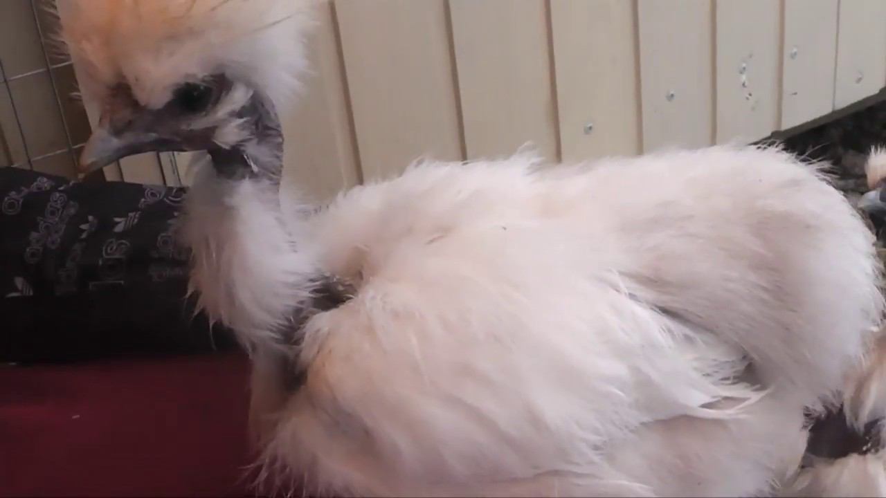 Привезли красавца селезня серебро, я счастлива как слон)) смотреть онлайн