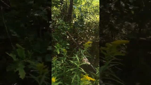 Урожай скрипницы ( сухой груздь на моих грядках) смотреть онлайн