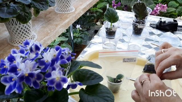 Прошёл месяц с посадки листовых черенков фиалки. Показываю какие сорта дали деток! смотреть онлайн
