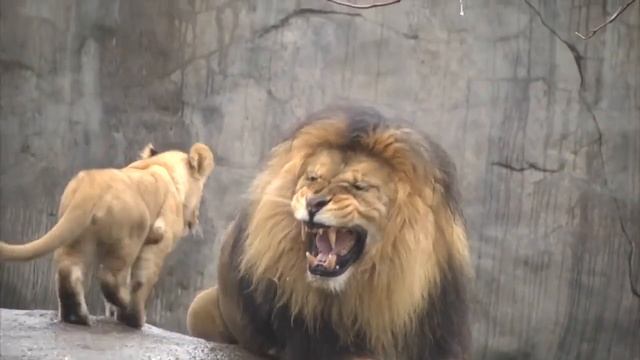 Строгий папа лев - Strict daddy lion смотреть онлайн