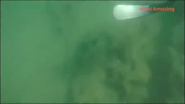 Amazing Hunting Giant Octopus Underwater, Diving under the sea to Catch Big Octopus!!! смотреть онлайн