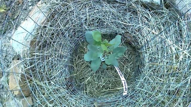 Фисташка/ любимый орешек/ учусь выращивать смотреть онлайн